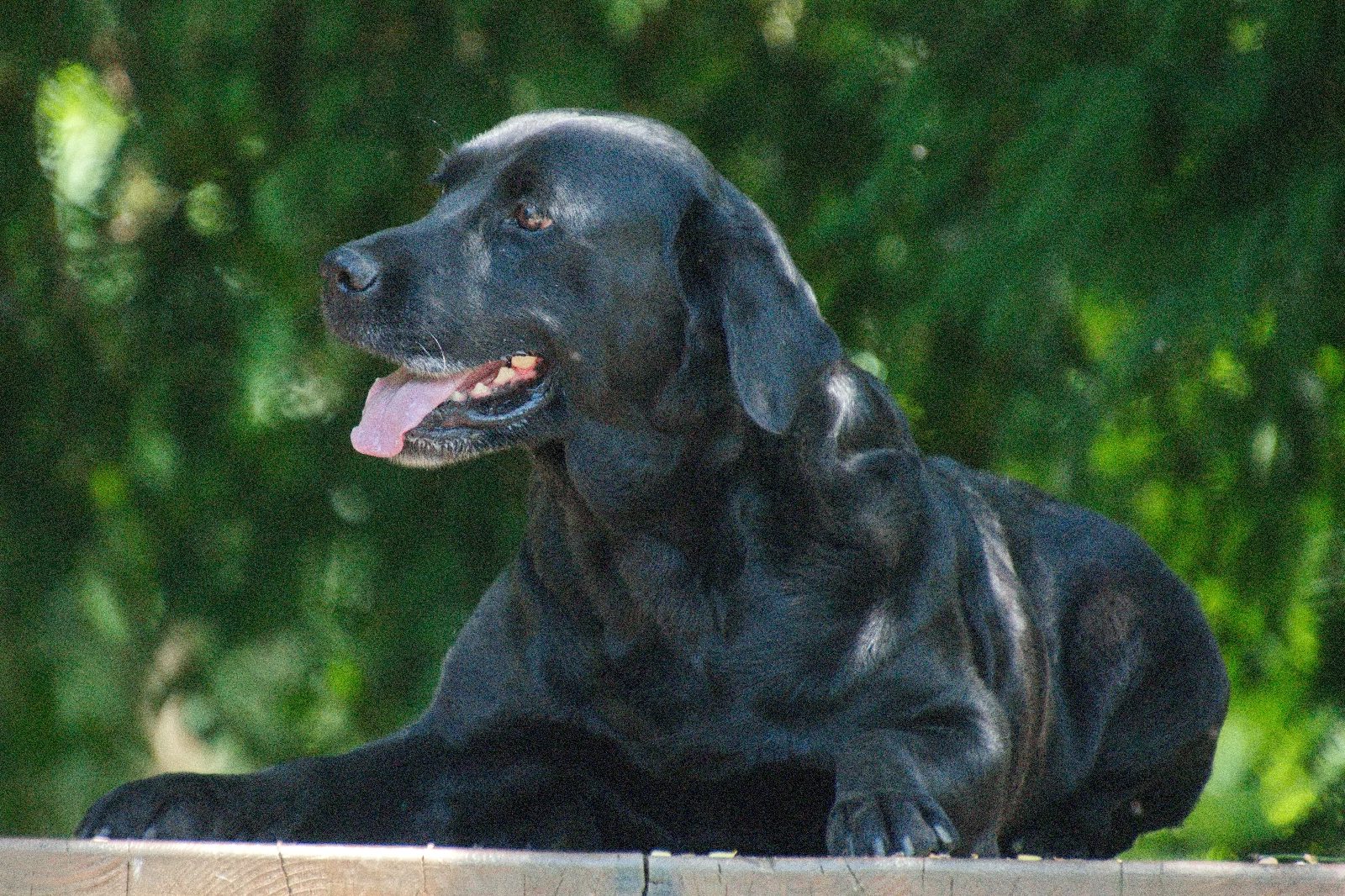 Brina