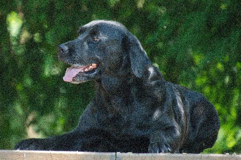 Schwarzer Labrador im Grünen